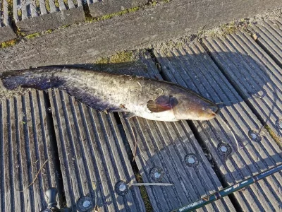 IMG-20200411-WA0001.webp IMG-20200411-WA0001.webp