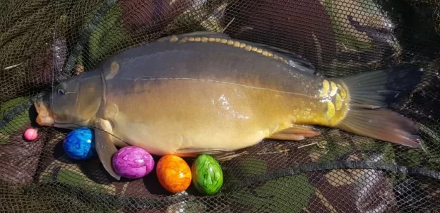 20200410_124018.jpg 20200410_124018.jpg