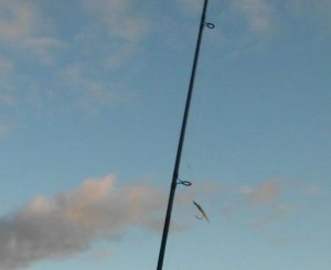 fliege 2.jpg fliege 2.jpg