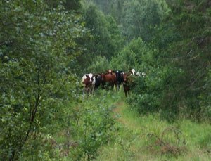 3 Kühe im Wald.jpg