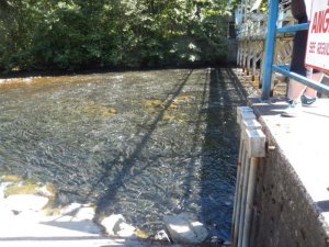 pinks in quinsam.jpg