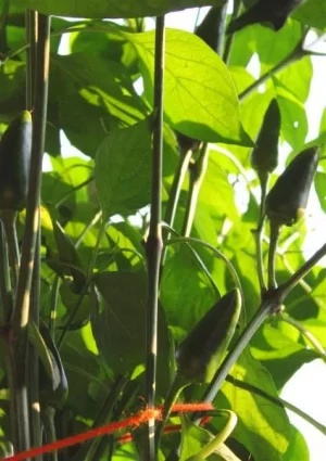 chilis2.webp