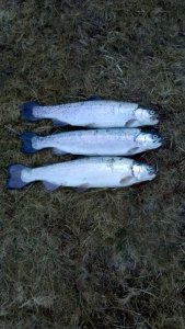IMG-20200412-WA0010.jpeg