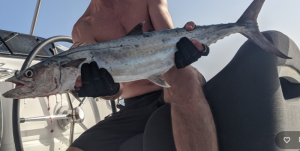 kingfish.PNG