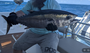 tuna.PNG