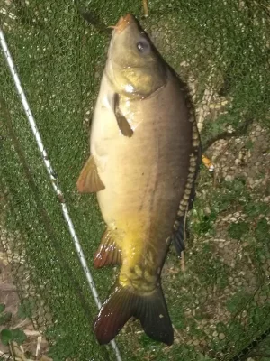 IMG_20200412_203211.webp IMG_20200412_203211.webp