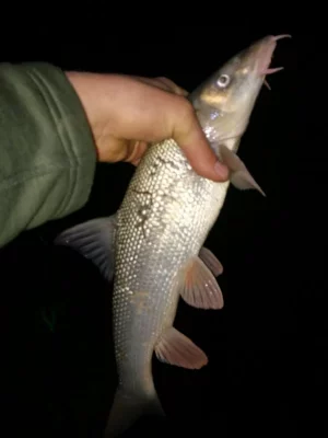 IMG_20200412_213155.webp IMG_20200412_213155.webp