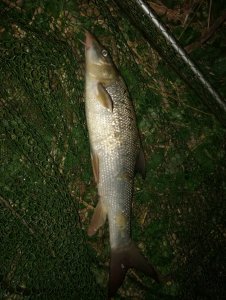 IMG_20200412_213948.jpg IMG_20200412_213948.jpg