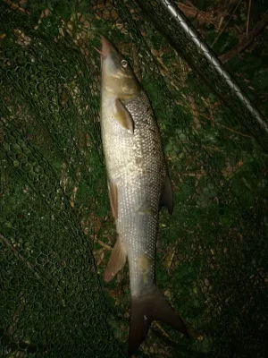 IMG_20200412_213948.webp IMG_20200412_213948.webp