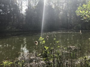 1587372219181.jpeg 1587372219181.jpeg