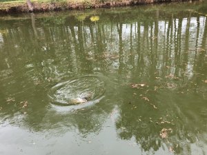 1587373160748.jpeg 1587373160748.jpeg