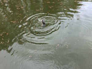 1587373304305.jpeg 1587373304305.jpeg