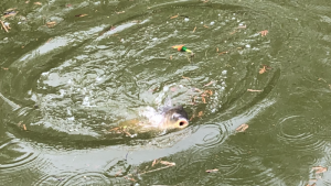 1587452742638.png 1587452742638.png