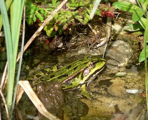 Frosch und Kröte.jpg