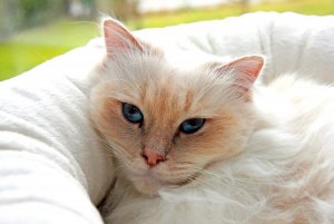 Meine Prinzessin.jpg