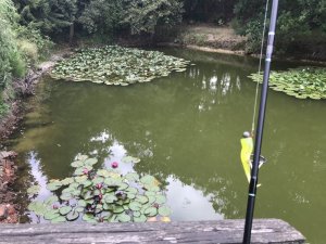 1587542492466.jpeg 1587542492466.jpeg