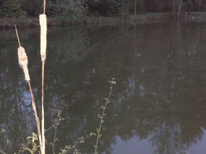 1587547923292.jpeg 1587547923292.jpeg