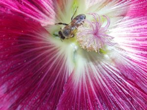 chili 08.2015 004.JPG