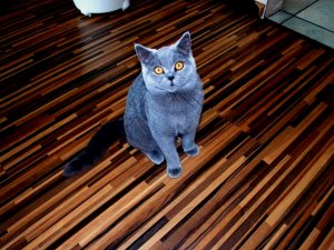 Oldau 042017 010.JPG