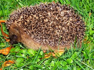Igel Friesland 2017 002.JPG
