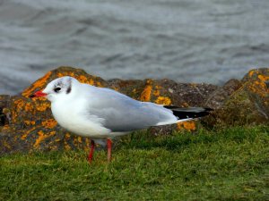Bärtram on Tour Friesland2 044.JPG