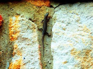 Bergwerk Fischbach 113.JPG