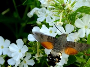 Garten040818 033.JPG