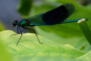 Garten 010917 018.JPG