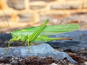 Mosel 2017 Römerstieg 057.JPG