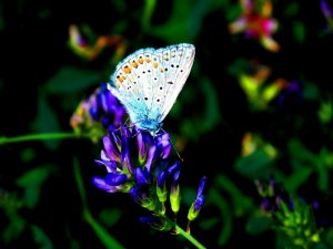 Mosel 2017 Römerstieg 079.JPG