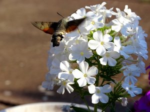 Garten040818 021.JPG