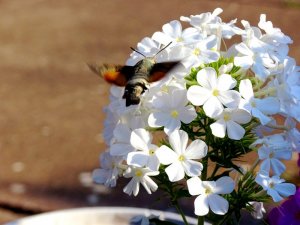 Garten040818 023.JPG