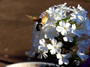 Garten040818 024.JPG