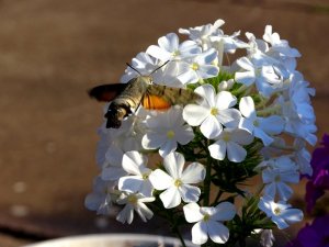 Garten040818 026.JPG