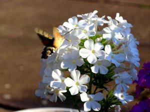 Garten040818 027.JPG