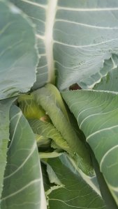 Blumenkohl 05.05.2020.jpg