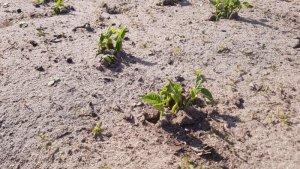 Bohnen 08.05.2020.jpg