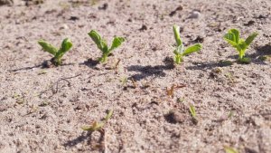 Erbsen 08.05.2020.jpg