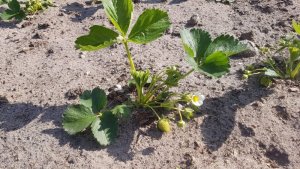 Erdbeeren Korona 08.05.2020.jpg