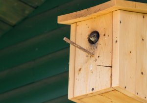 sieglinde_senser star-2.jpg