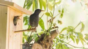 sieglinde_senser star-4.jpg