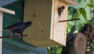 sieglinde_senser star-7.jpg