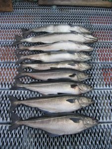 Kopie (1) von IMG_0027.JPG