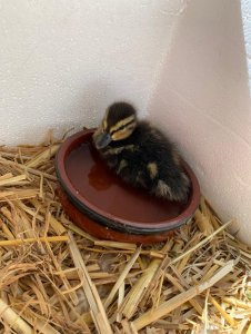 A51DCB4E-6E67-4F2D-B480-050CC9E2790E.jpeg A51DCB4E-6E67-4F2D-B480-050CC9E2790E.jpeg