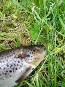 IMG_20200530_155951.jpg IMG_20200530_155951.jpg