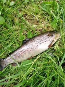 IMG_20200530_155948.jpg IMG_20200530_155948.jpg