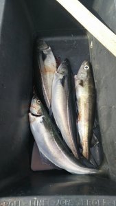 2020-06-01 15.55.37.jpg