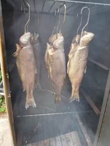 Forellen.jpg Forellen.jpg