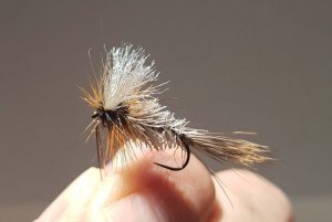 Irresisitible Wulff 20200626_123042.jpg