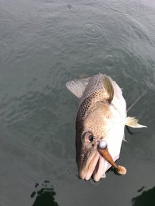 14DCA034-FD7B-4F50-A0E5-E43E9F208AF3.jpeg 14DCA034-FD7B-4F50-A0E5-E43E9F208AF3.jpeg